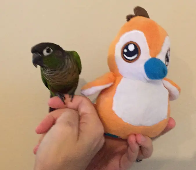 blizzcrafts pepe and parrot