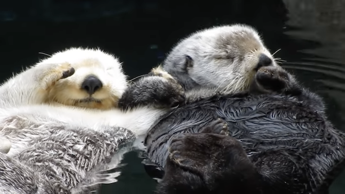 otters hold