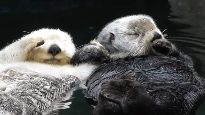 sea otter pup holding hands