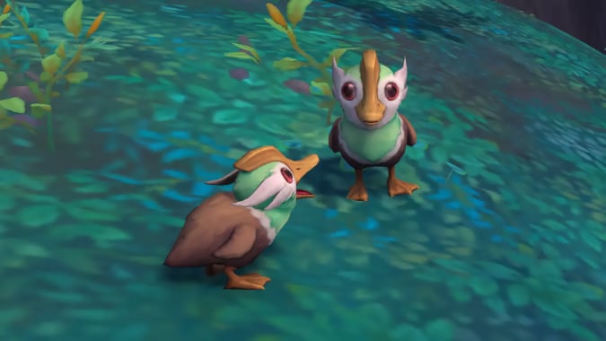 A closeup of two ducklings. One looks at the camera, while the other quacks at the first one.