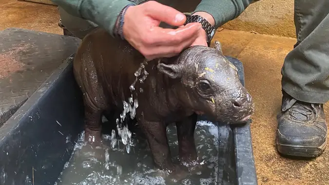 Mailo the pygmy hippo from Attica Zoological Park