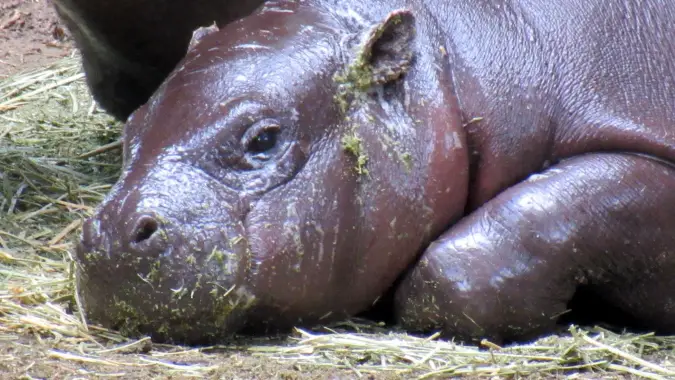 Ronda the pygmy hippo from Montgomery Zoo