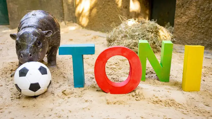 Toni the pygmy hippo from Zoo Berlin