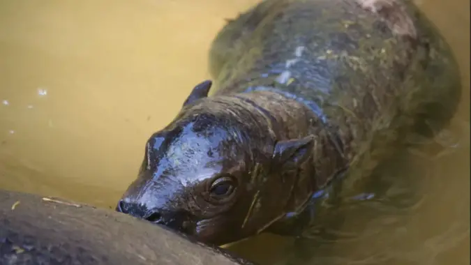 Ruka the pygmy hippo from ZooTampa