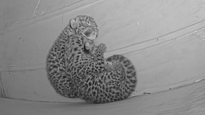 Saint Louis Zoo's Amur Leopard Cubs
