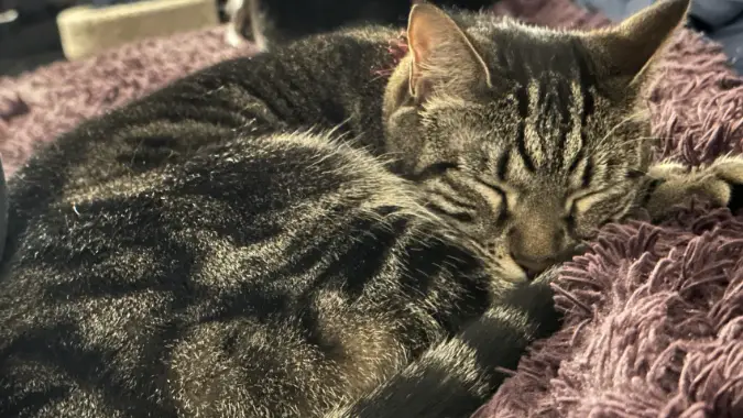 Belinda the cat sleeping on a fluffy purple blanket