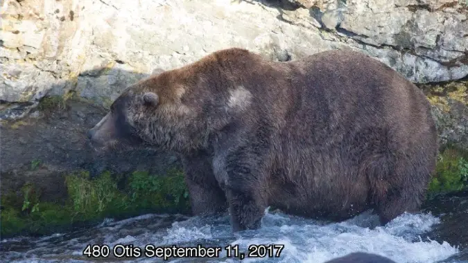 Fat Bear Week 2017's winning bear, Otis