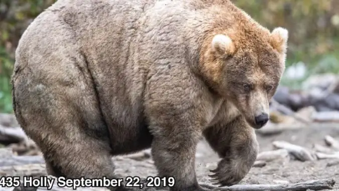 Fat Bear Week 2019's winning bear, Holly