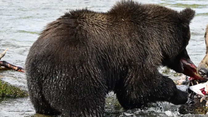 Fat Bear Week 2025 - Bear 128 Jr