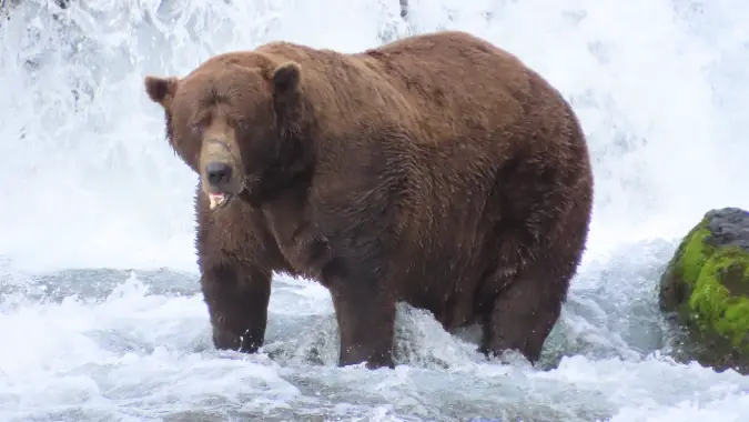 Fat Bear Week 2025 - Bear 32, Chunk