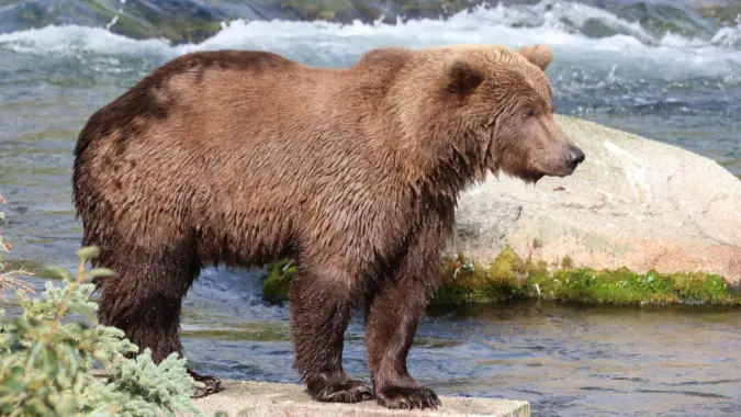 Fat Bear Week 2025 - Bear 609