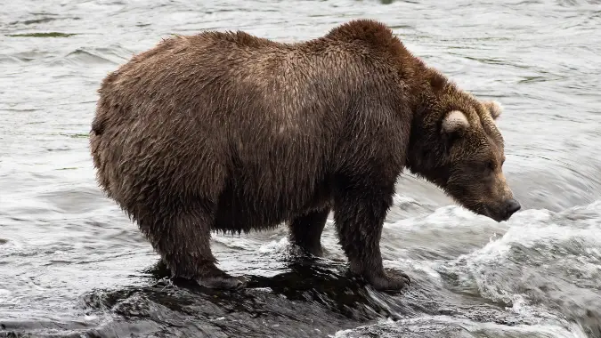 Fat Bear Week 2025 - Bear 909