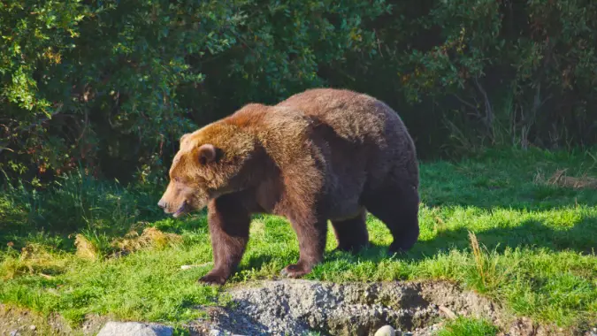 Fat Bear Week 2025 - Bear 910