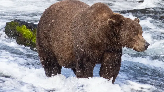 Fat Bear Week 2025 - Bear 99