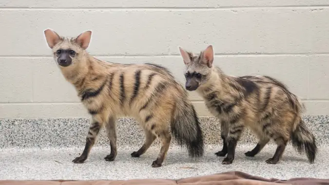 Aardwolf Pups at the Nashville Zoo
