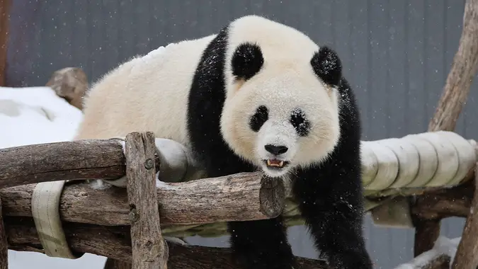 Giant panda Qing Bao enjoying a snow day in the Asia Trail exhibit at the Smithsonian's National Zoo on January 25, 2026.