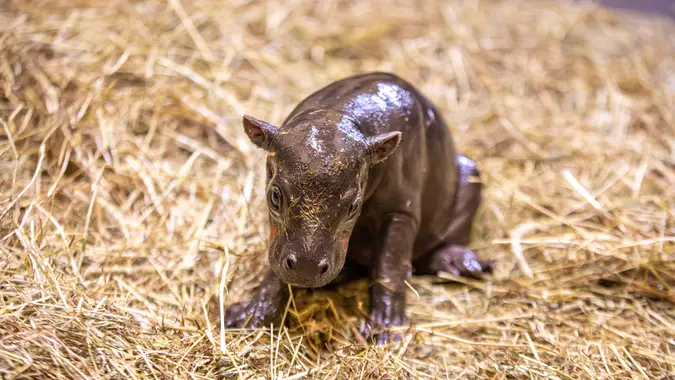 Newborn Pygmy Hippo baby Piper in straw at the Edinburgh Zoo