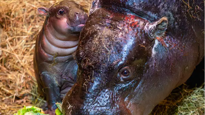 Pygmy Hippo baby Piper with mom Gloria at the Edinburgh Zoo